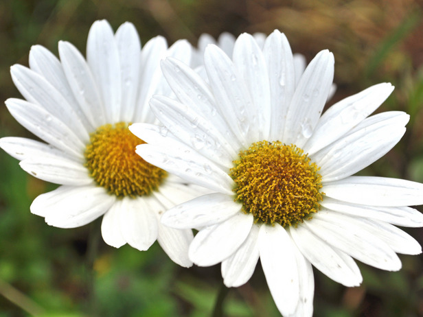 Perennials That Love the Sun - Flower