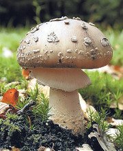 Gljive – Zavodljive otrovnice
