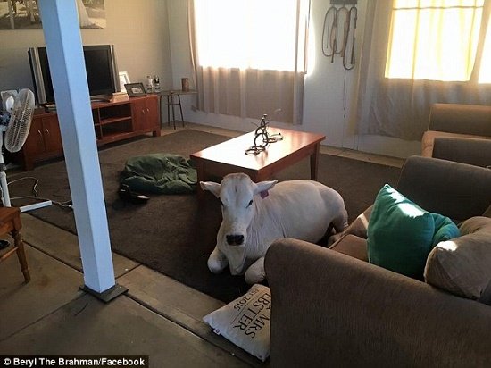 ฉันคือหมา!! ชวนไปรู้จักเจ้าวัว Beryl ในออสเตรเลีย ที่ดันคิดว่าตัวเองเป็นหมาซะงั้น