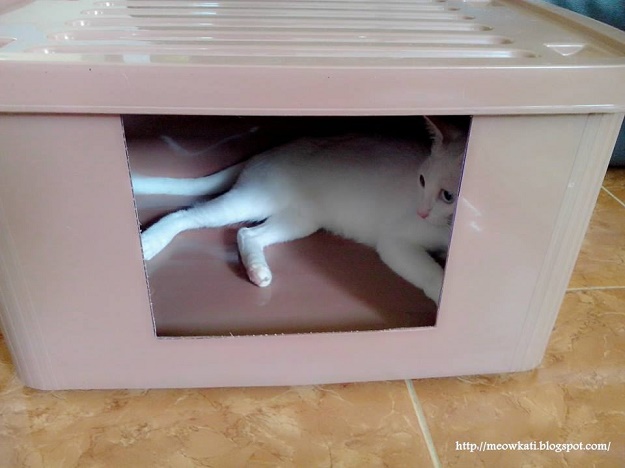 บ้านน้องแมวน่ารักๆ เอาใจคนรักแมว !!! - บ้าน - การออกแบบ - ไอเดียเก๋ - ไอเดีย