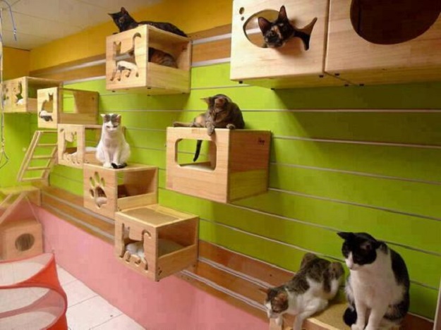 บ้านน้องแมวน่ารักๆ เอาใจคนรักแมว !!! - บ้าน - การออกแบบ - ไอเดียเก๋ - ไอเดีย