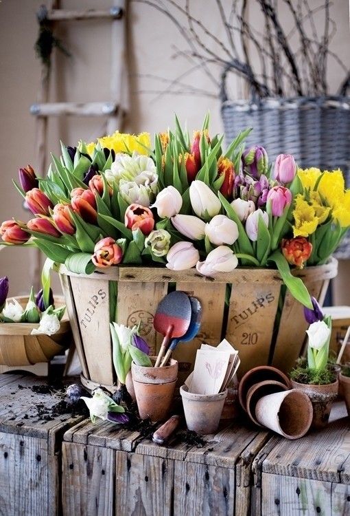 Đón sắc xuân với hoa tulip
