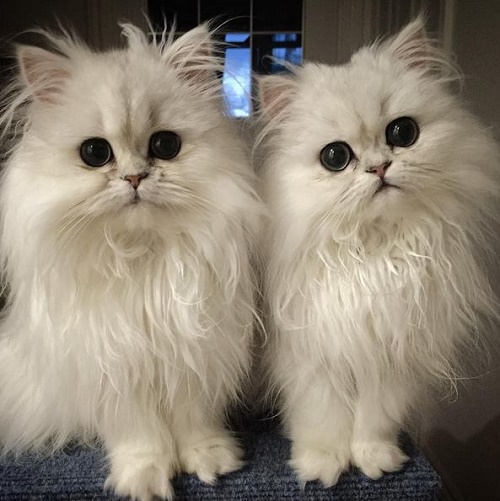 แมวแฝด - แมวแฝด - น้องเหมียว - สัตว์เลี้ยง