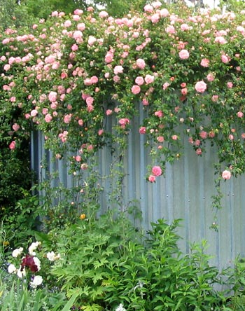สร้างความสดชื่น เพิ่มสีสันสวนสวย ด้วยพรรณไม้เลื้อยดอก - ไม้เลื้อย - ไม้เลื้อยดอก - ไม้ดอก - สวนสวย - รั้วบ้าน - พรรณไม้เลื้อย - ปลูกไม้ดอกในสวน