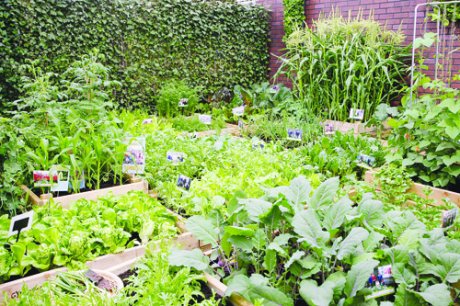 จัดสวนหย่อมสวยๆ ด้วยพืชพรรณผักสวนครัว - สวนสวย - จัดสวน - การจัดสวนหย่อม - ปลูกผักสวนครัว - ปลูกผักปลอดสาร - จัดสวนผักเล็ก