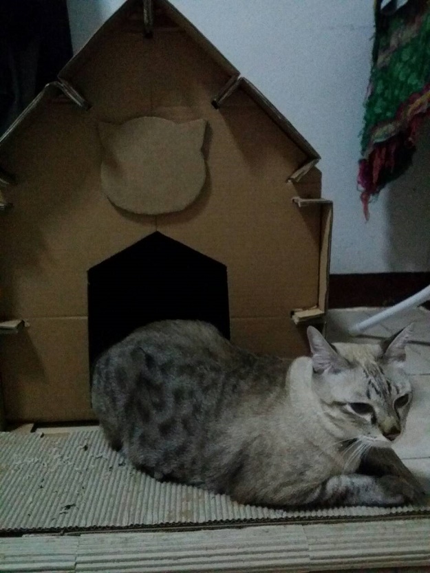 บ้านน้องแมวน่ารักๆ เอาใจคนรักแมว !!! - บ้าน - การออกแบบ - ไอเดียเก๋ - ไอเดีย