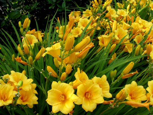 Perennials That Love the Sun - Flower
