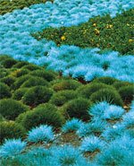 Predlog za vašu baštu - Dekorativna trava Festuca