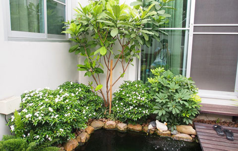 สูดอากาศบริสุทธิ์ กับสวนสวยๆ รอบบ้านคุณ สดชื่นได้ทุกวัน - จัดสวนรอบบ้าน - สวนสวย - แต่งสวย - ปลูกต้นไม้ - จัดแต่งสวน - สวนข้างบ้าน - สวนหย่อม