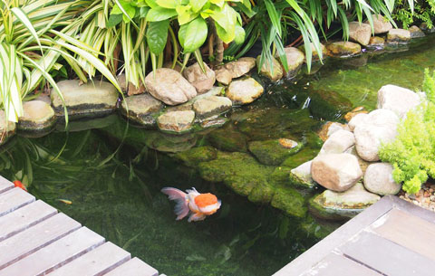 สูดอากาศบริสุทธิ์ กับสวนสวยๆ รอบบ้านคุณ สดชื่นได้ทุกวัน - จัดสวนรอบบ้าน - สวนสวย - แต่งสวย - ปลูกต้นไม้ - จัดแต่งสวน - สวนข้างบ้าน - สวนหย่อม