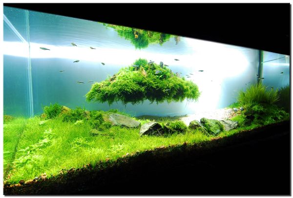 Thiết kế hồ cá cho không gian sống thêm sinh động - Trang trí - Ý tưởng - Thiết kế đẹp - Hồ cá