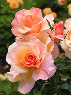 Ruža - Kraljica cveća