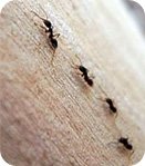 Ispratite mrave iz vašeg doma