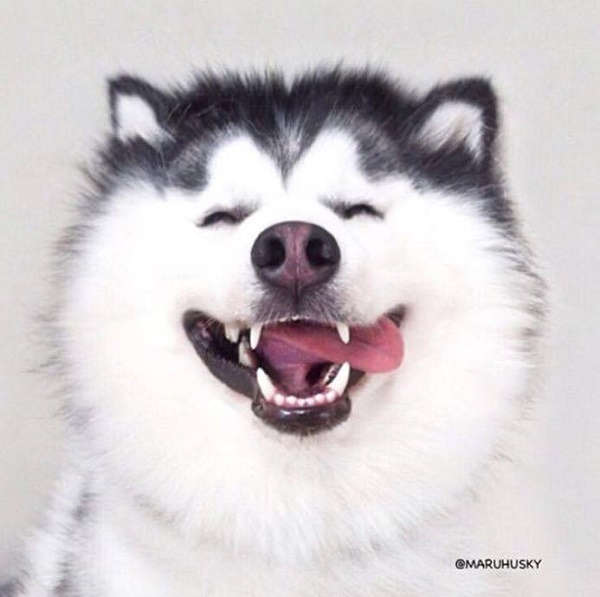 Maru มะหมาไซบีเรียนฮัสกี้ ที่อารมณ์ดีสุดในโลก วันๆไม่ทำอะไร ยิ้มอย่างเดียว… - สัตว์เลี้ยง - น้องหมา - สุนัข