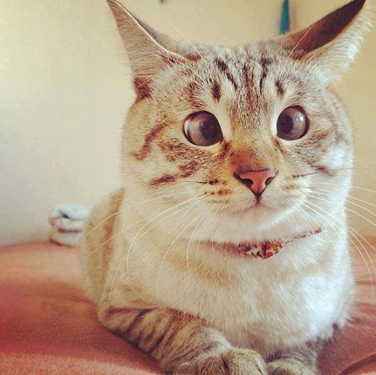 15 แมวที่เกิดมาพร้อมกับ “ดวงตา” ที่แปลก แต่ยังไงก็ยังมีคนที่รักมันอยู่!!