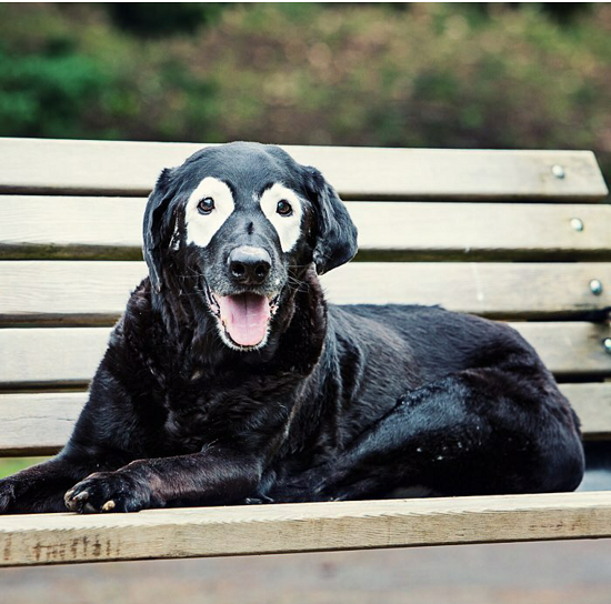 น่ารักสุดๆ เจ้าสุนัขพันธุ์ลาบราดอร์ ที่จู่ๆธรรมชาติก็ทำให้กลายเป็นสุนัขที่มีรอบดวงตาเท่ห์ๆไม่มีใครเหมือน - น้องหมา - หมา - สุนัข - สัตว์เลี้ยง