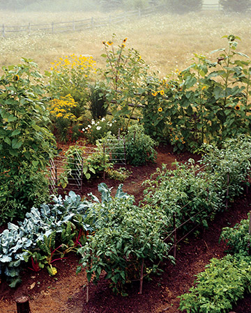 การปปลูกพืชสวนครัวแบบง่ายๆ - ไอเดีย - จัดสวน - สวนสวย - DIY - เคล็ดลับ