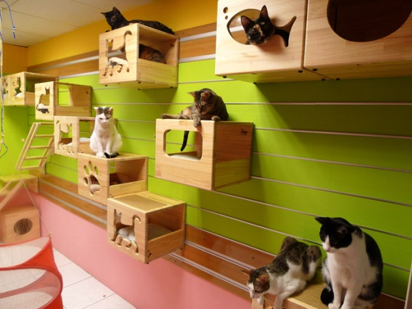 Catswall - Super Cute Modular Cat Climbing Wall For Pets