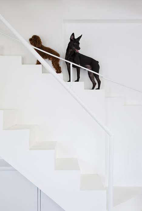Kiểu cầu thang đôi cho thú cưng - Cầu thang