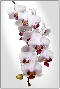 Kako uzgajati orhideje