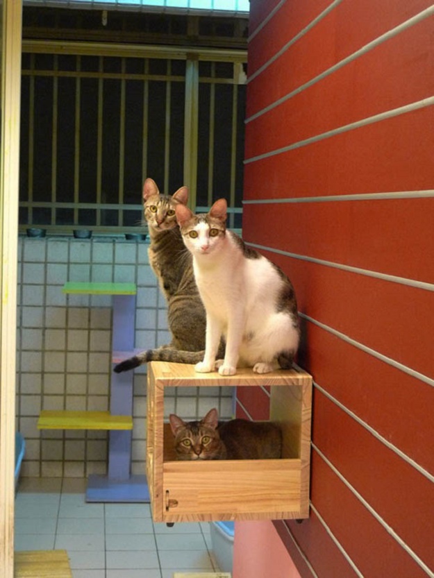 บ้านน้องแมวน่ารักๆ เอาใจคนรักแมว !!! - บ้าน - การออกแบบ - ไอเดียเก๋ - ไอเดีย