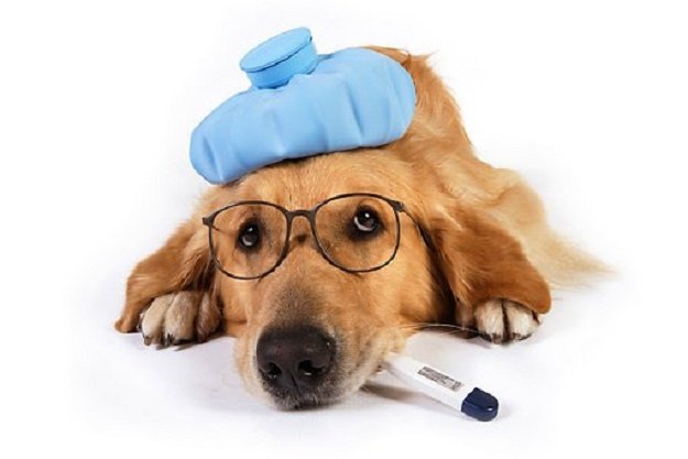 6 วิธีประหยัด ค่าใช้จ่ายด้านสุขภาพสุนัข อย่างมืออาชีพ ^.^