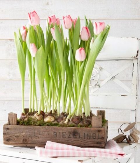 Mang hương sắc mùa xuân của hoa tulip đến cho ngôi nhà