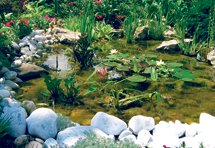 Čarolija vode i biljaka