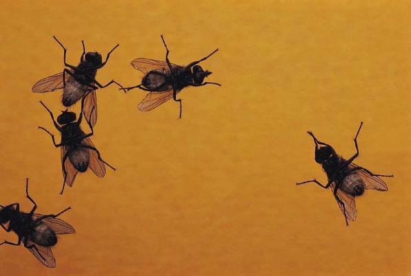 VIDEO: Pokućstvo koje ždere muhe i miševe