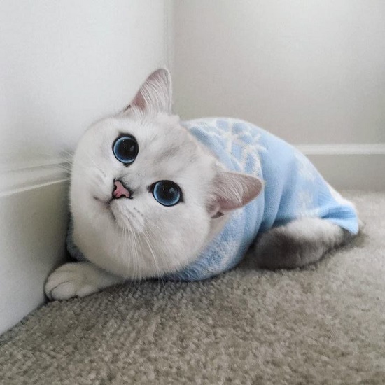 แบ๊วอ่ะ !!! แมวที่มีดวงตาสวยที่สุดในโลก - สัตว์เลี้ยง - แมว - น่ารัก