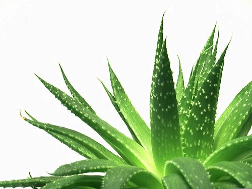 10 biljaka, idealnih prečišćivača vazduha za Vaš dom