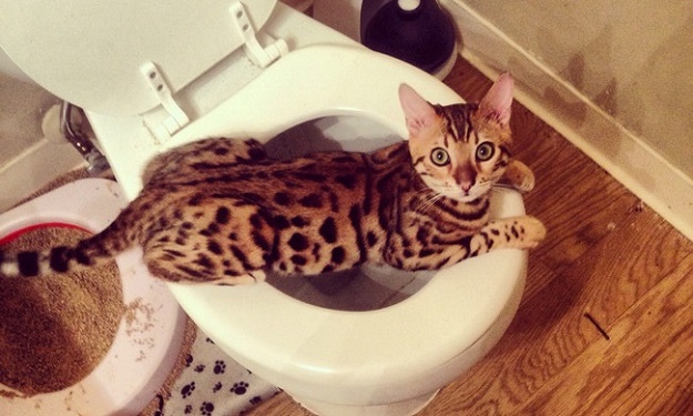 บ้านน้องแมวน่ารักๆ เอาใจคนรักแมว !!! - บ้าน - การออกแบบ - ไอเดียเก๋ - ไอเดีย