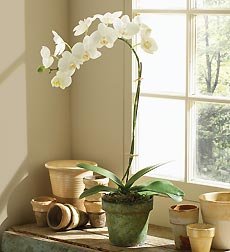 Ukrasite dom cvecem - Orhideja