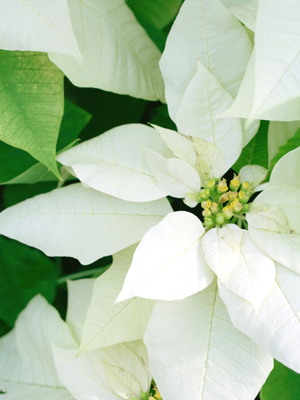 Decorate your holiday home as you like - Decoration