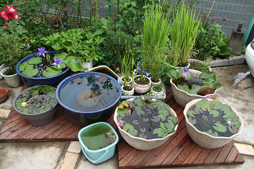 DIY: Thú vị với cách trồng cây thủy sinh - Trang trí - Ý tưởng - Xu hướng - Mẹo và Sáng Kiến - Ngoài trời - Vườn
