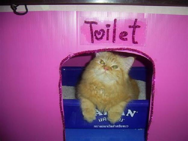 บ้านน้องแมวน่ารักๆ เอาใจคนรักแมว !!! - บ้าน - การออกแบบ - ไอเดียเก๋ - ไอเดีย