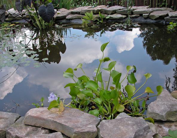 Ideas for a Luxury Garden with Water - Garden