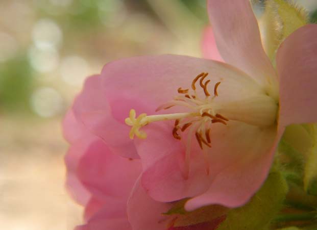 ปลูก "พุดตาลฮาวาย" ดอกชมพูสวยแสนหวาน แต่งสวนบ้านคุณ - พุดตานฮาวาย - พุดตานญี่ปุ่น - พุดตานชมพู - ปลูกไม้พุ่ม - ดอกสีชมพูหวาน - สวนสวย - ปลูกต้นพุดตานฮาวาย