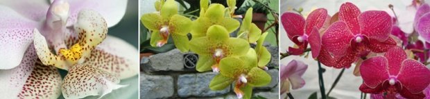 Orhideja falenopsis