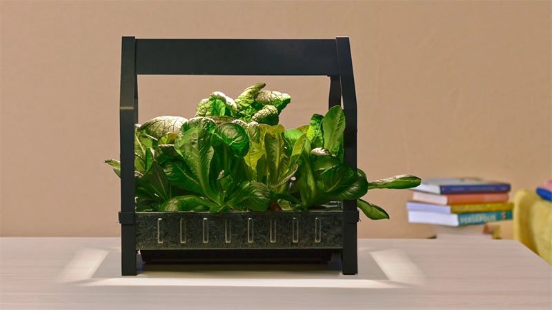 Indoor gardening with hydroponics