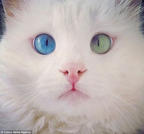 แมวที่สะกดผู้คนด้วยดวงตาของมัน - สัตว์เลี้ยง - แมว - น้องแมว - น้องเหมียวตาสวย - ตาสวย - เหมียว