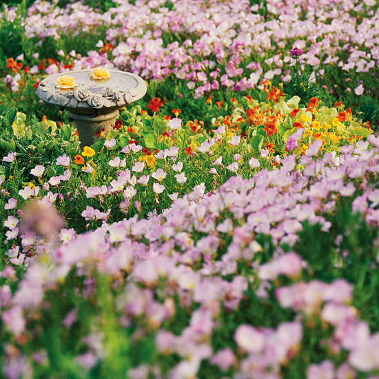 Tô màu cho khu vườn nhỏ với những loài hoa dại xinh xắn - Trang trí - Ý tưởng - Thiết kế đẹp - Mẹo và Sáng Kiến - Cây cảnh - Hoa - Vườn