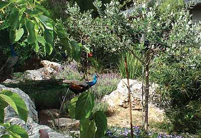 גינה בכפר: מינימום עבודה ומקסימום חיסכון - גינה