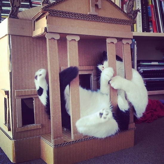 แมวเหมียวฝันอยากมีบ้านตุ๊กตา