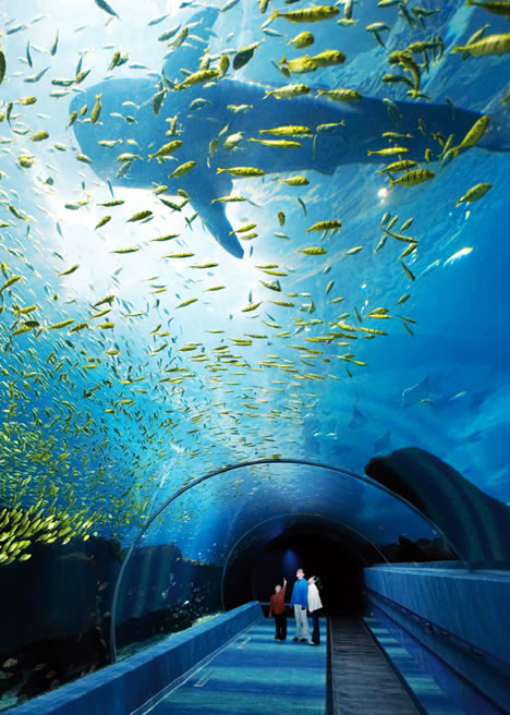 Amazing and Unusual Aquariums - Decoration - Fish Tanks - Aquarium