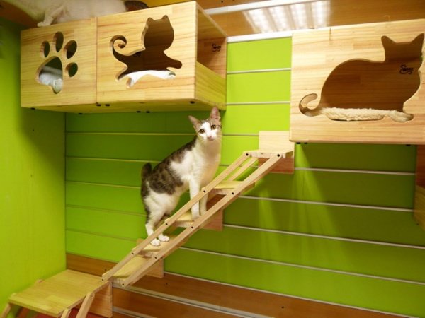 Catswall, szupercuki többelemes mászófal macskáknak