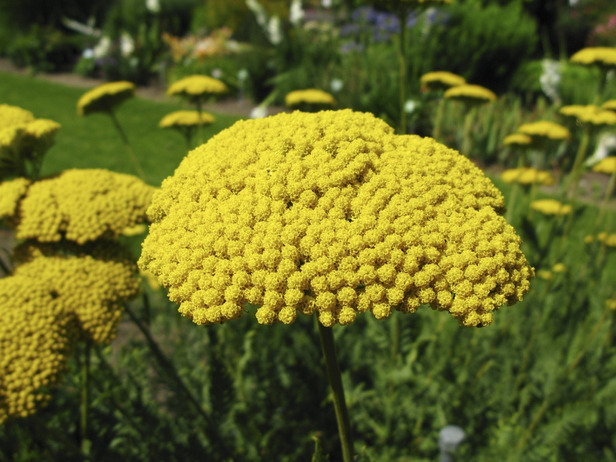 Perennials That Love the Sun - Flower