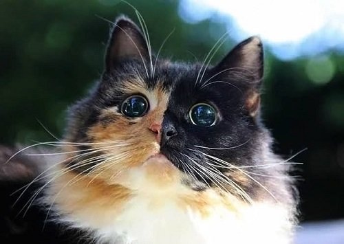 ดวงตาที่งดงามของน้องแมวตาบอด