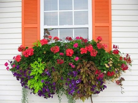 สดชื่น..น่ามอง จัดสวนดอกไม้ริมหน้าต่างบ้าน...