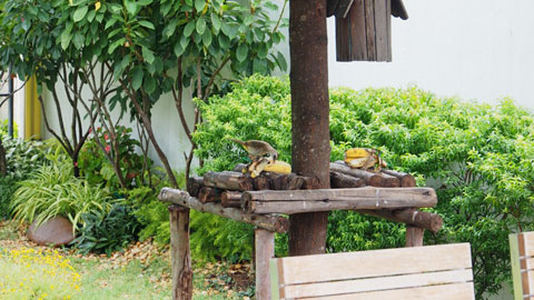 สูดอากาศบริสุทธิ์ กับสวนสวยๆ รอบบ้านคุณ สดชื่นได้ทุกวัน - จัดสวนรอบบ้าน - สวนสวย - แต่งสวย - ปลูกต้นไม้ - จัดแต่งสวน - สวนข้างบ้าน - สวนหย่อม